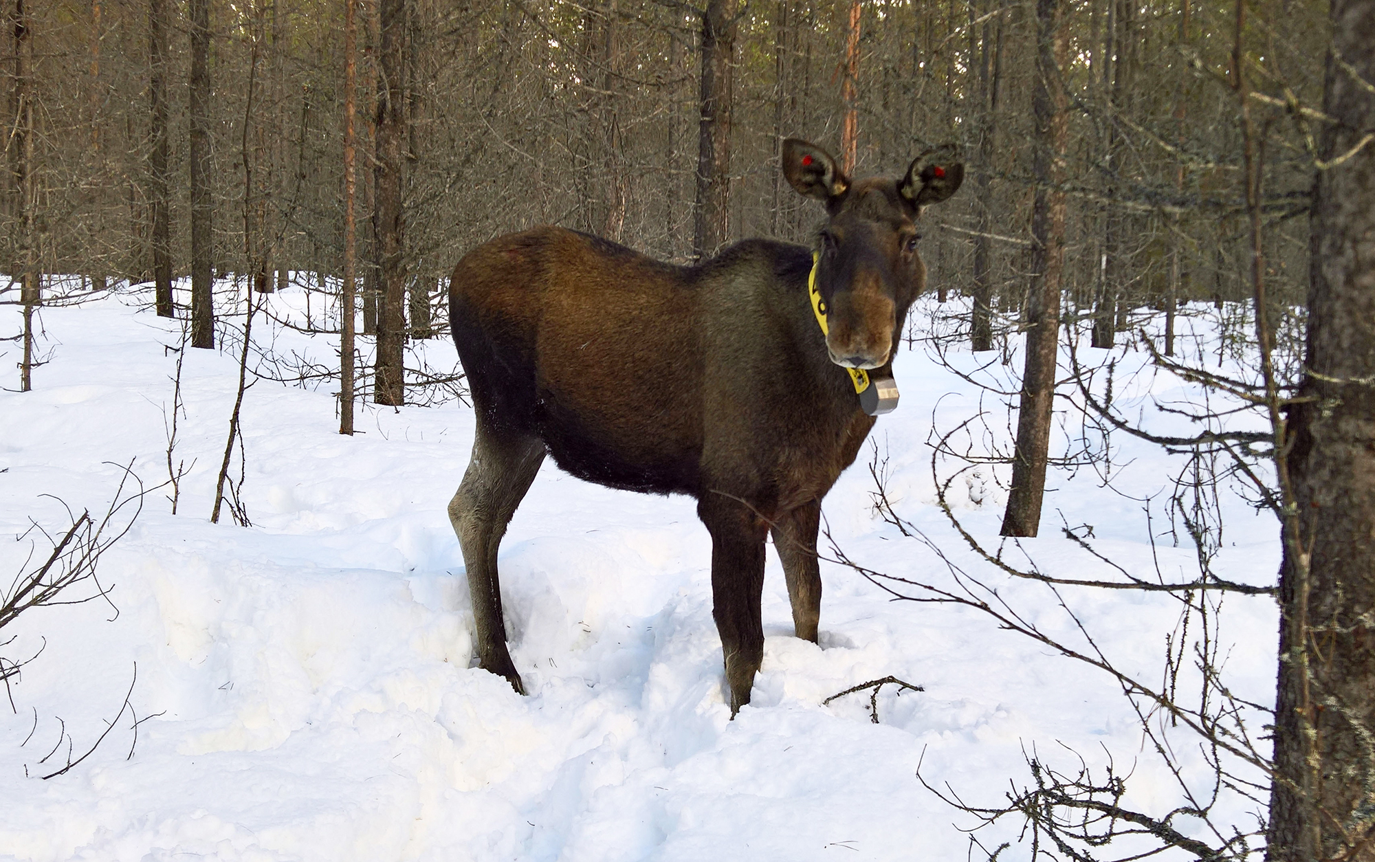 Junseleälgen känd som den Ärrade damen en solig vintereftermiddag i skog