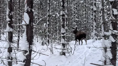 Ett vintrigt skogslandskap med tät skog och en älg.
