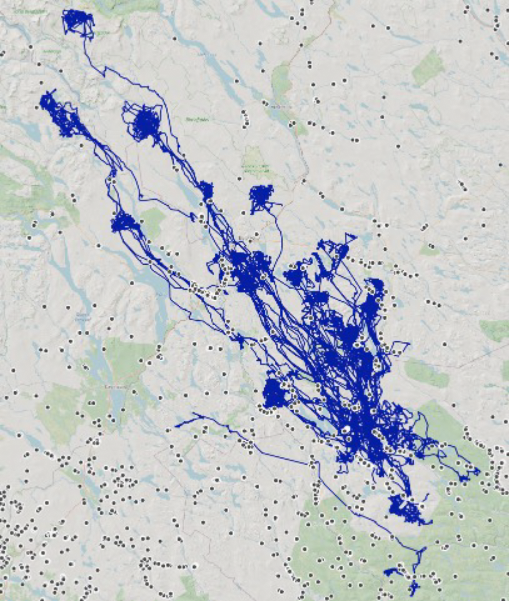 Map showing how the Junsele mooses have moved in relation to pitfalls