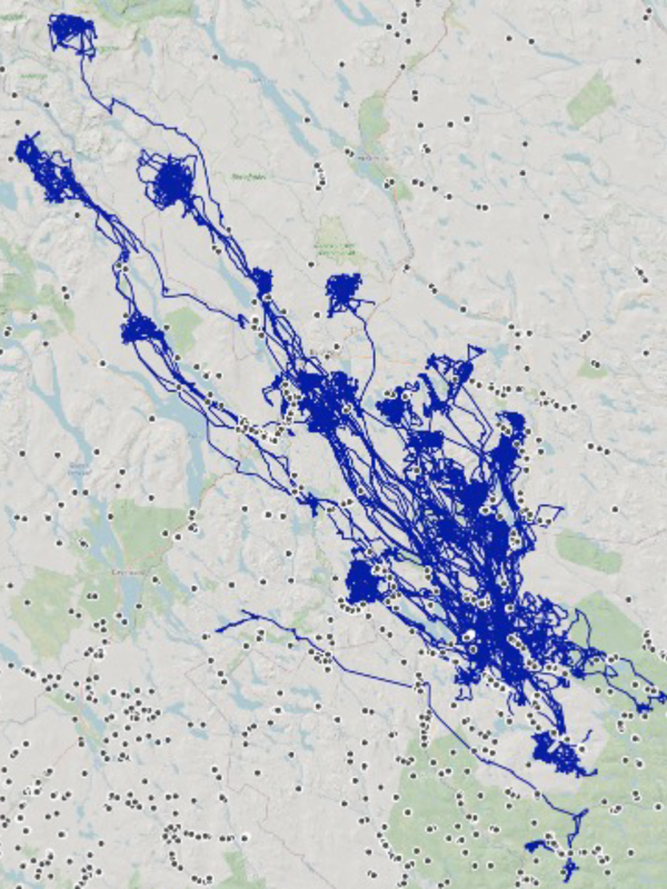 Karta över hur Junseleälgarna rört sig i förhållande till fångstgropar