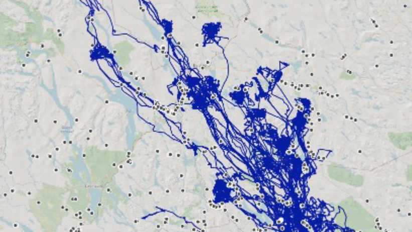 Map showing how the Junsele mooses have moved in relation to pitfalls