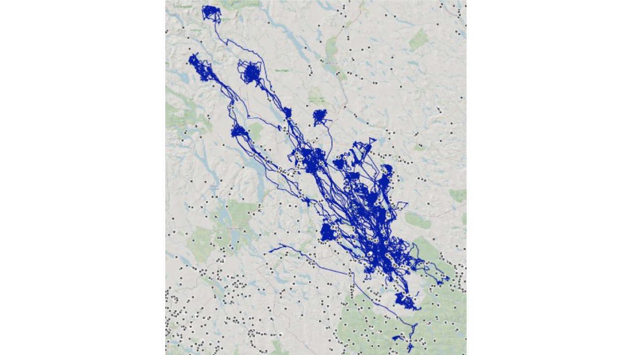 Karta över hur Junseleälgarna rört sig i förhållande till fångstgropar