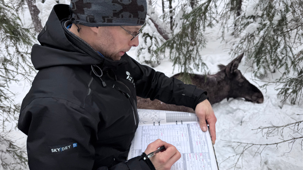 En person i vinterkläder skriver i en anteckningsbok medan hen står bredvid en älg som ligger i snön bland träden.