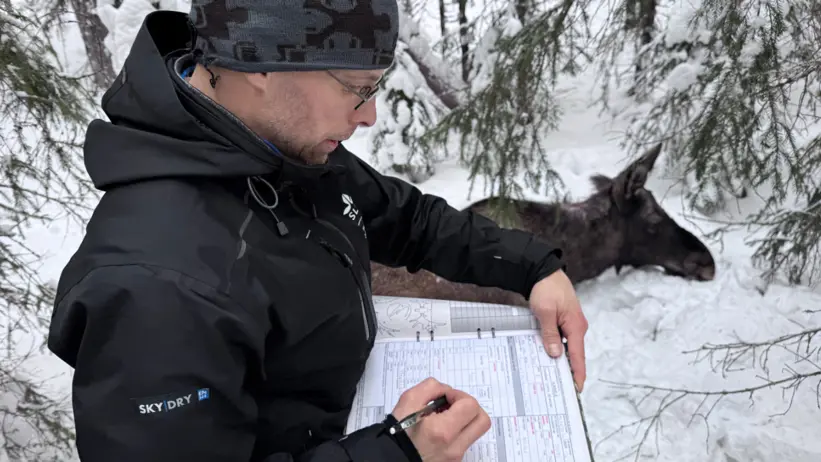 En person i vinterkläder skriver i en anteckningsbok medan hen står bredvid en älg som ligger i snön bland träden.