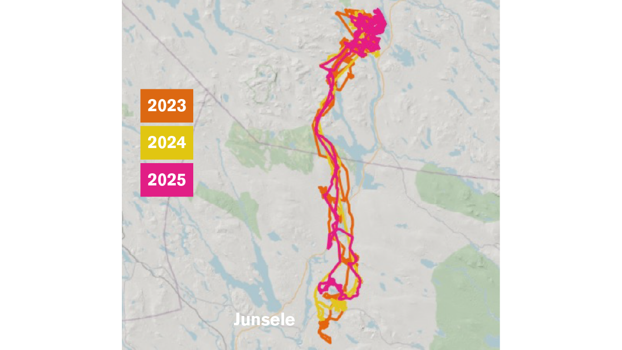 Karta över hur Junseleälgen känd som Hälga för TV publiken vandrat