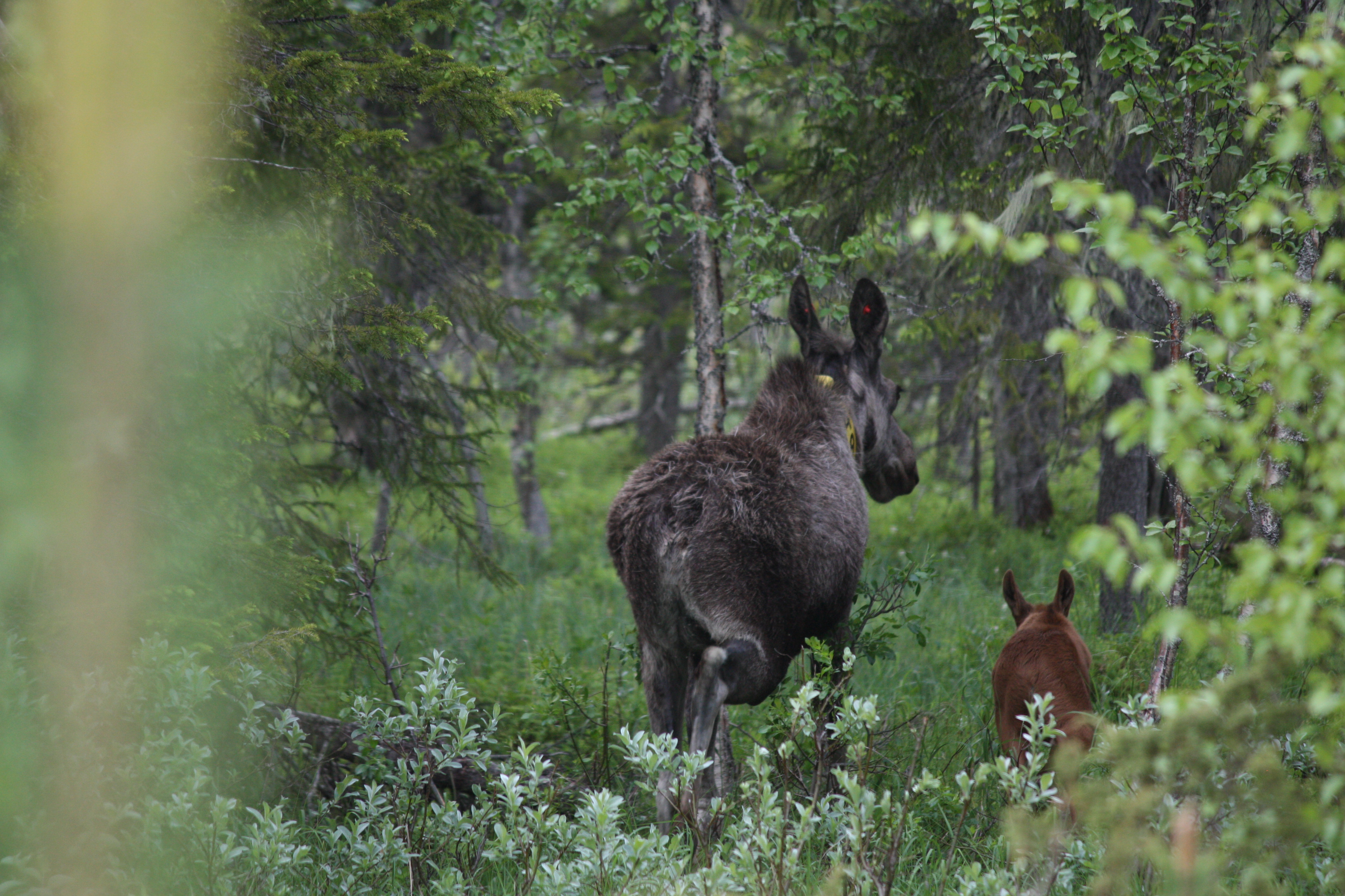 Älghona känd som Alice tillsammans med kalv på väg in i vårgrönskande skog