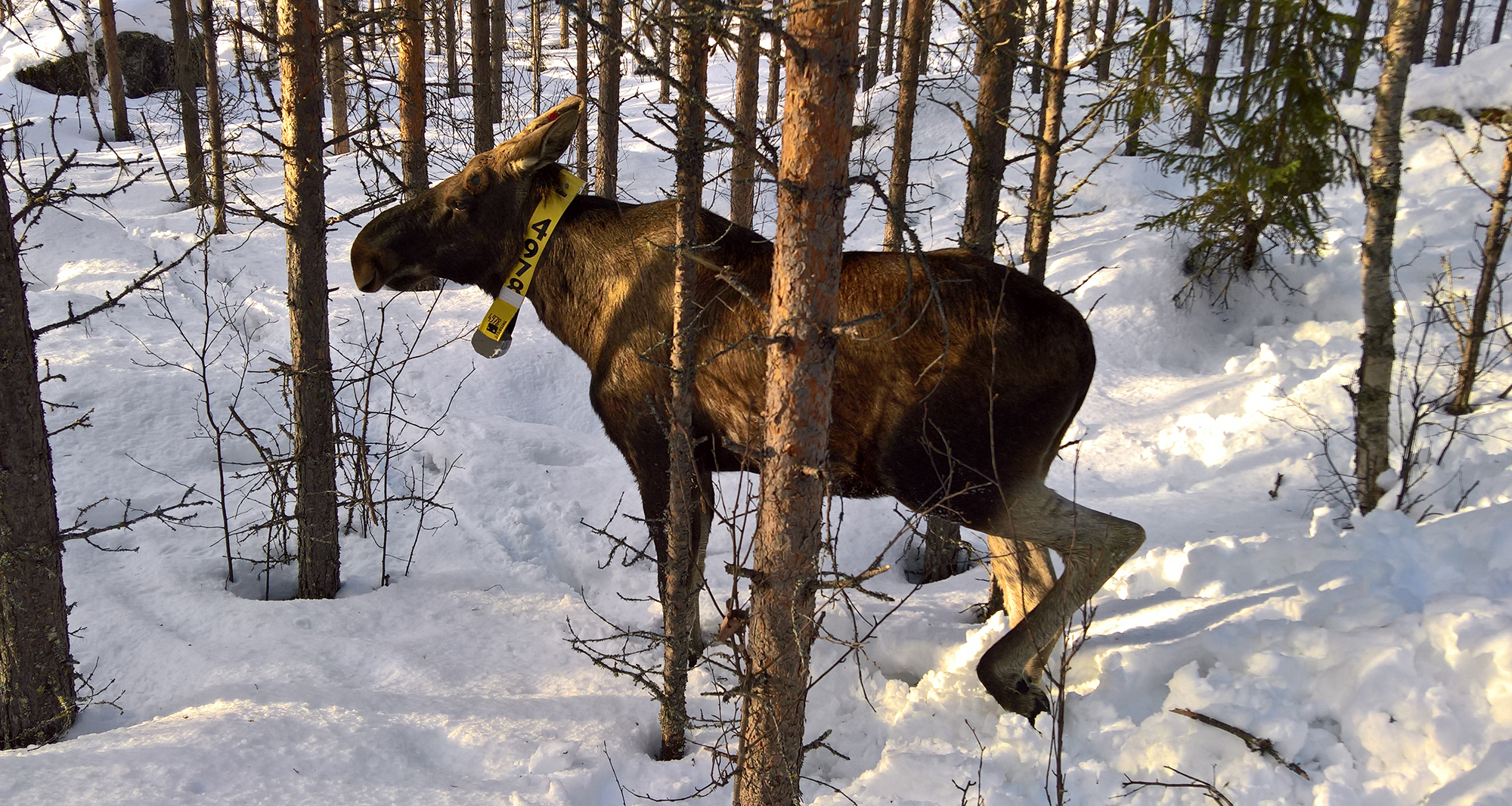Älgtjuren känd som Jokern i halsband under en vinter