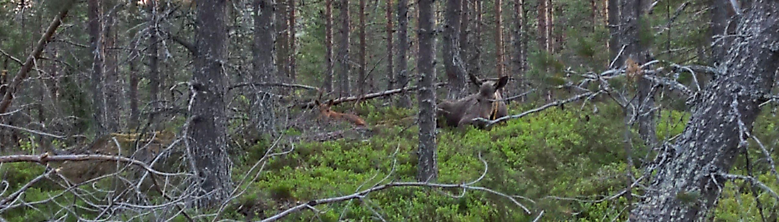 En älgko med nyförlöst kalv ligger i grönskan och tar igen sig en sommarkväll i juni 2022. 