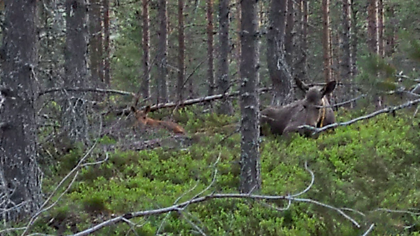 En älgko med nyförlöst kalv ligger i grönskan och tar igen sig en sommarkväll i juni 2022.