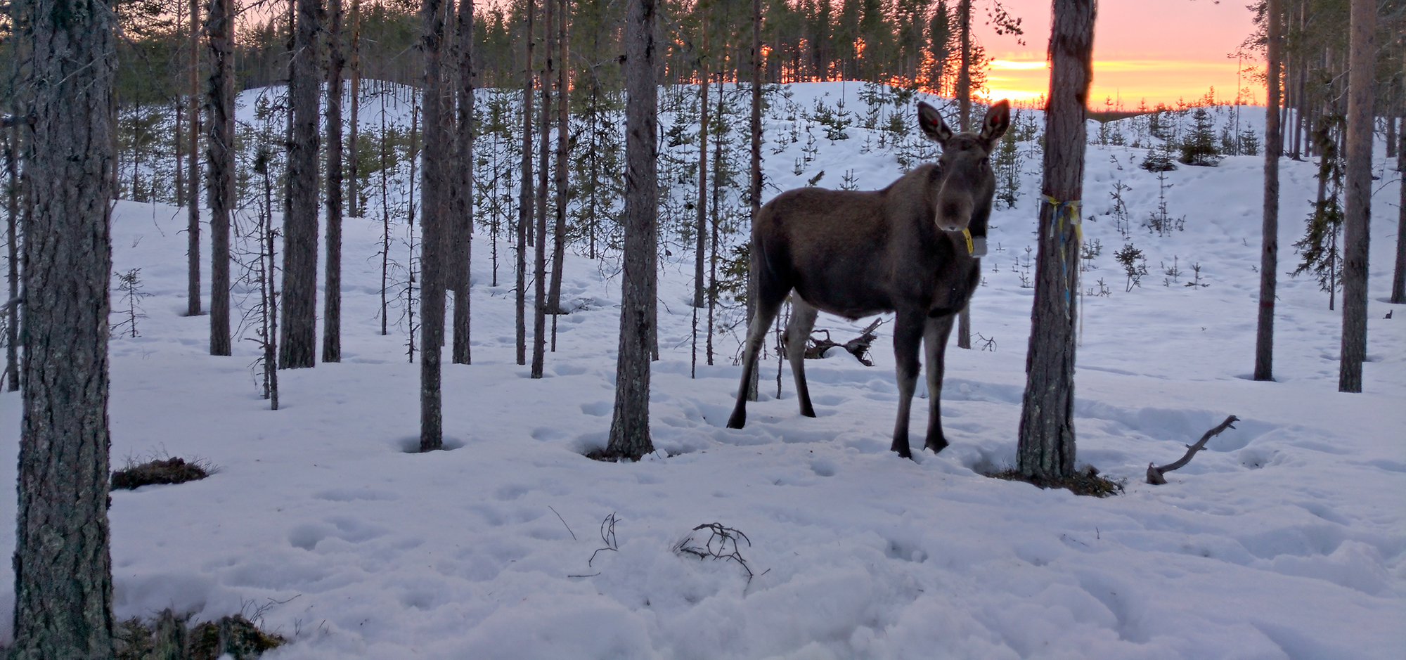 En älgko fotad vid en solnedgång en vintereftermiddag i mars