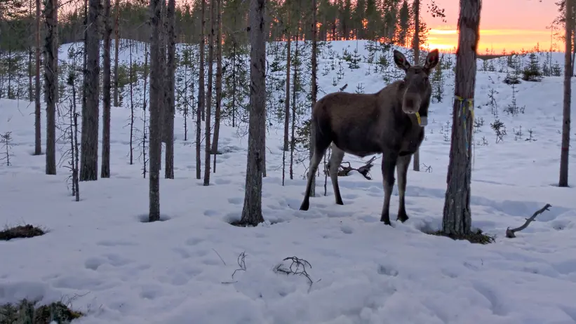 En älgko fotad vid en solnedgång en vintereftermiddag i mars