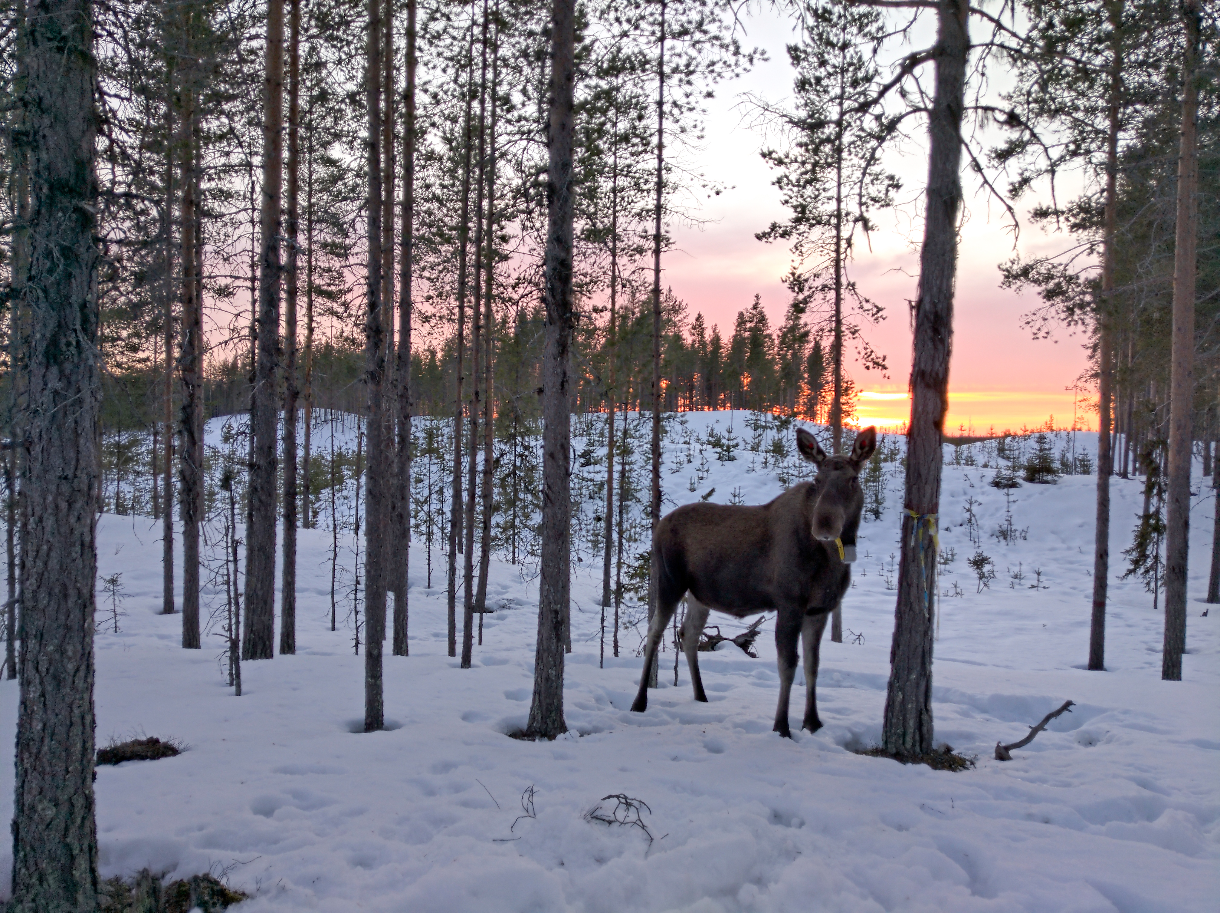 En älgko fotad vid en solnedgång en vintereftermiddag i mars