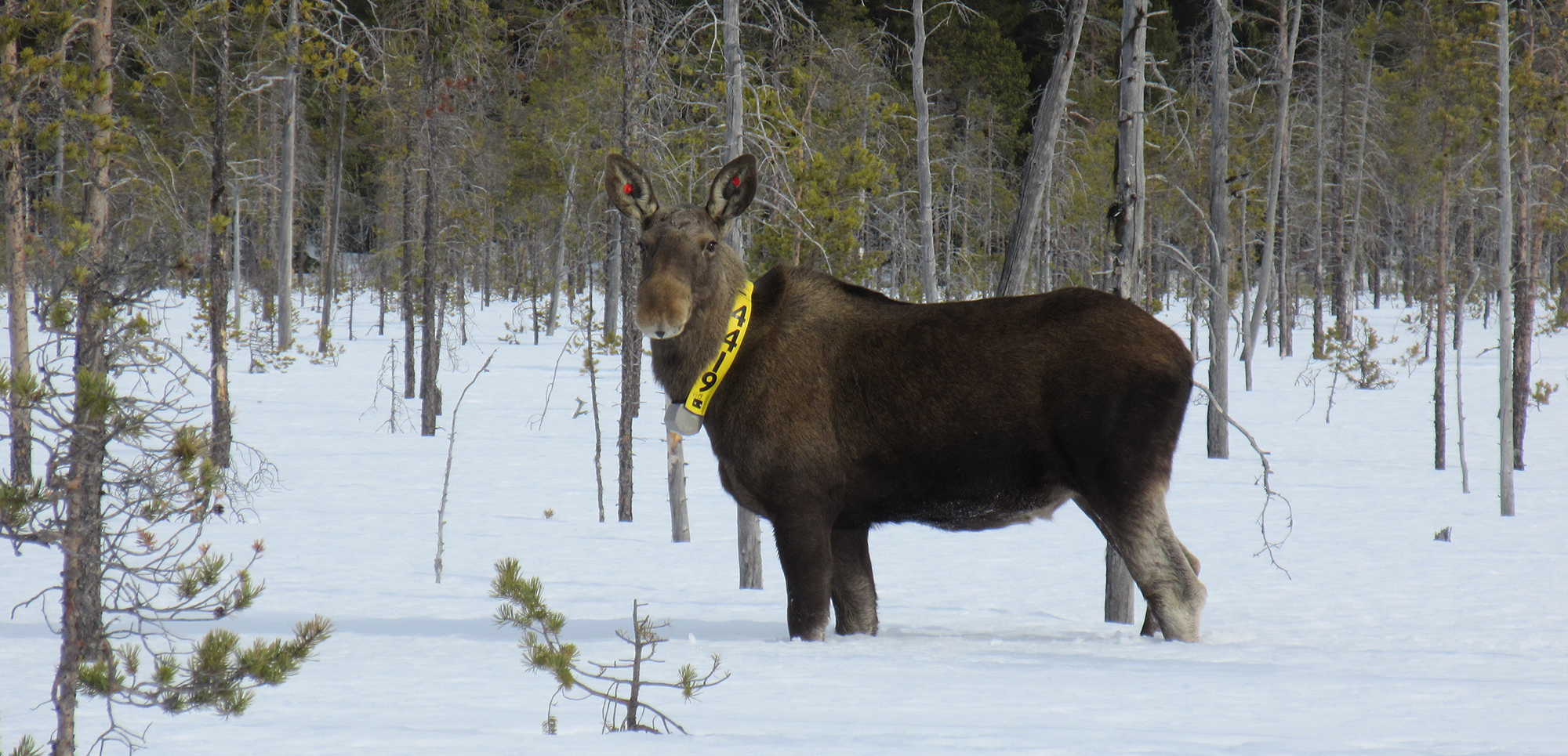 En ståtlig älgko från Junsele en solig vinterdag i mars 2022