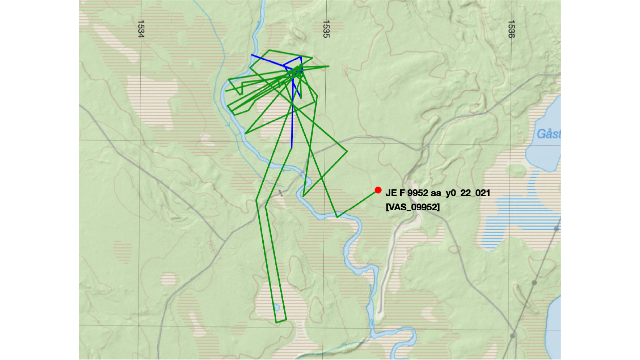 Rörelsemönster för en älgko som fått en kalv björnriven med stora svängar ut och in i området för att först undkomma men sedan söka.