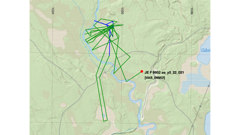 Rörelsemönster för en älgko som fått en kalv björnriven med stora svängar ut och in i området för att först undkomma men sedan söka.