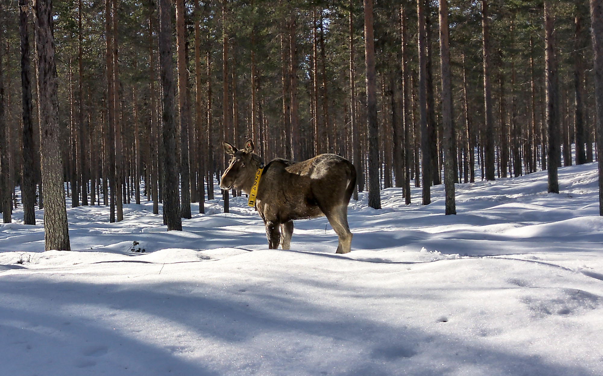 Junseleälgen känd som Rut en solig vinterdag i en tallskog. 