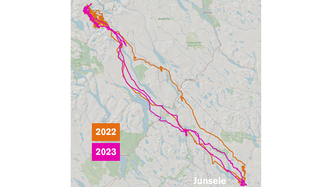 Vandring av Junseleälgen känd som Rut