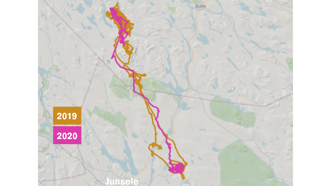 Vandring av Junseleälgen känd av TV-publiken som Trygga mamman
