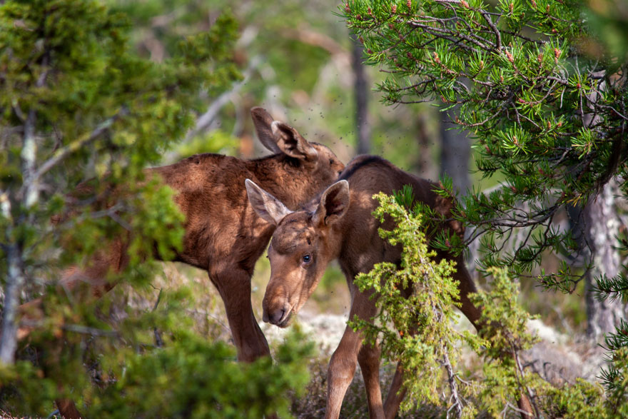Två älgkalvar bland gröna blad.