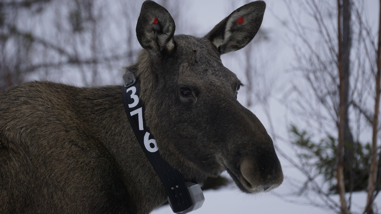Älg med halsband runt halsen.