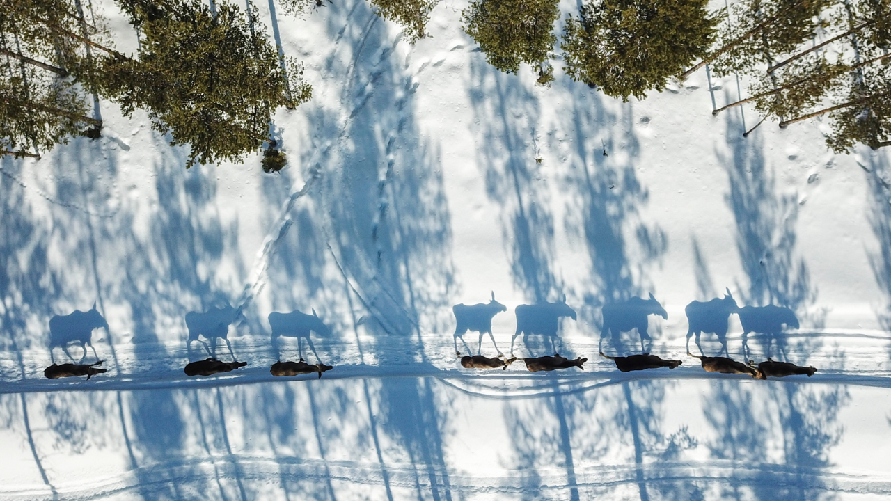 Flygfoto över en rad älgar som går genom snön och kastar långa skuggor, med träd i närheten.