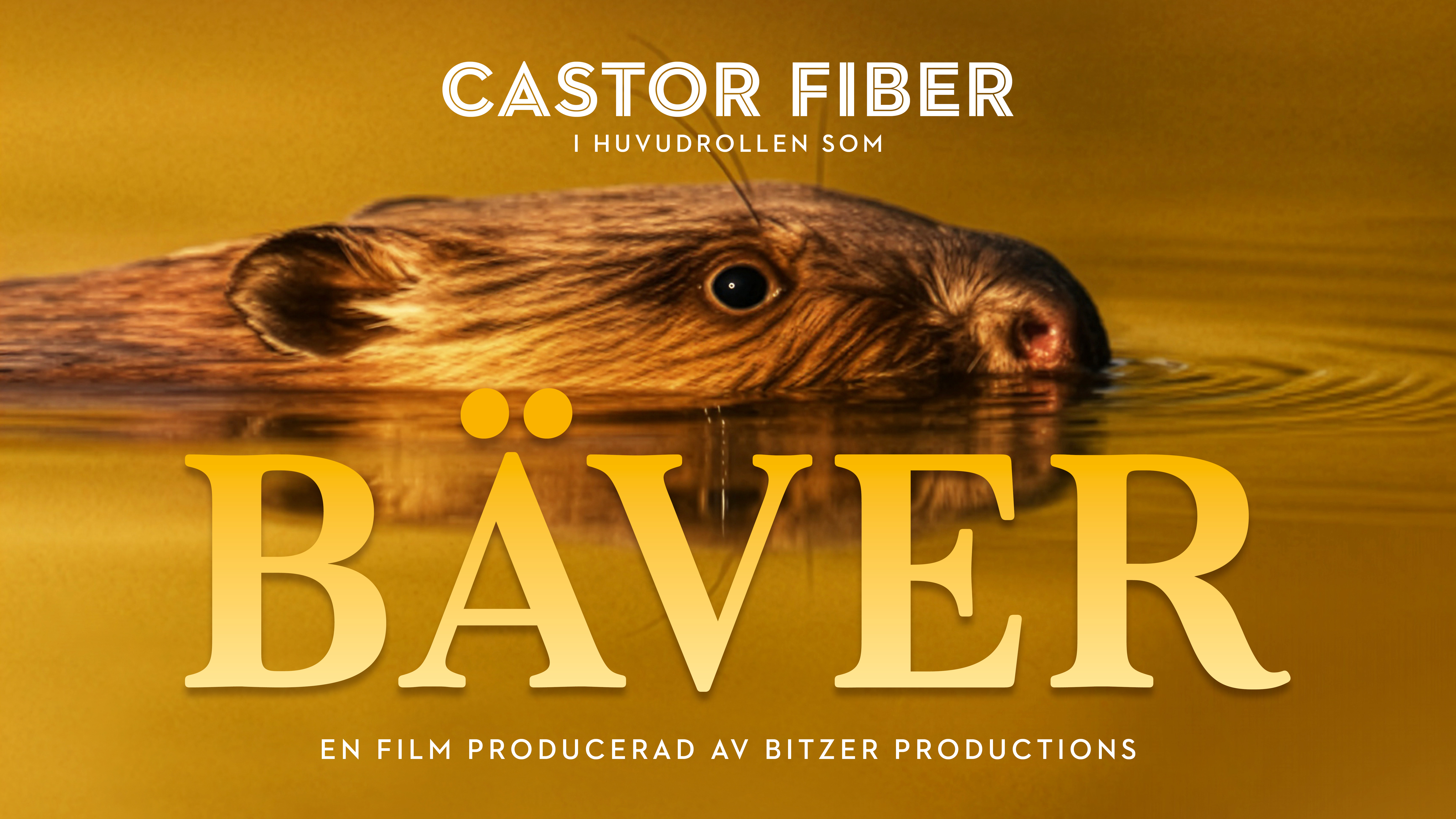 Bäver simmande i vatten med texten bäver. 