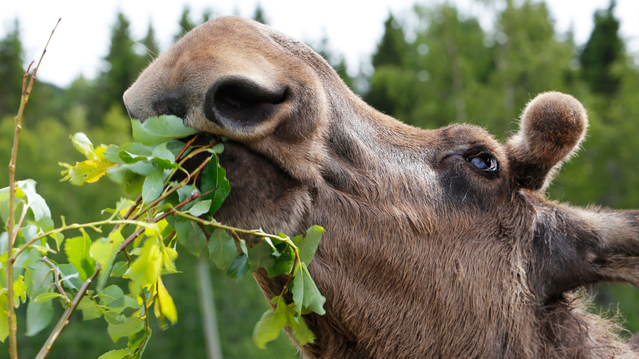 Älg som äter från ett träd.