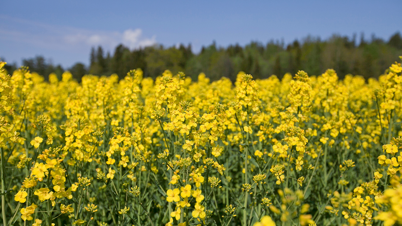 Fält med gula blommor.