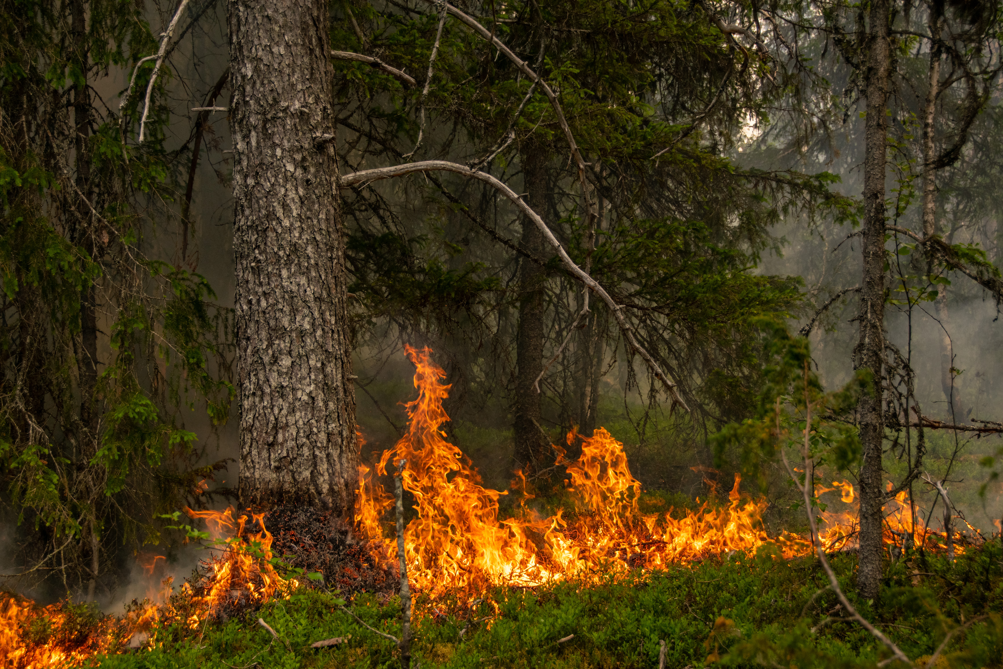 Brand i skog. Foto. 