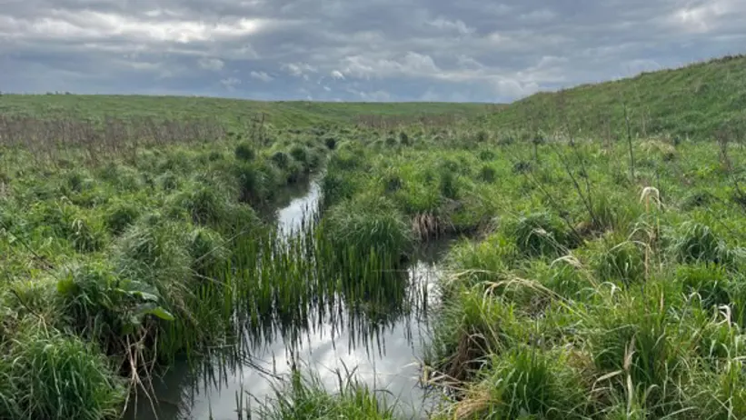 A small agricultural stream in an agricultural field