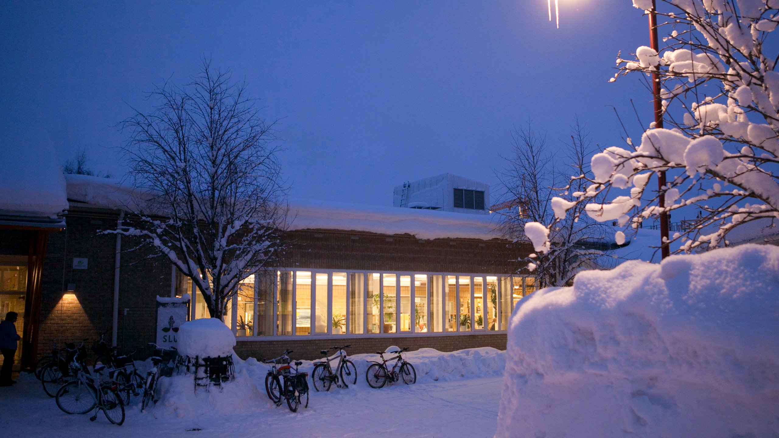 Vintrig exteriör av SLU Umeå.