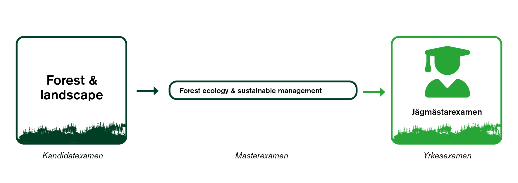 Visualisering , vägen till jägmästarexamen