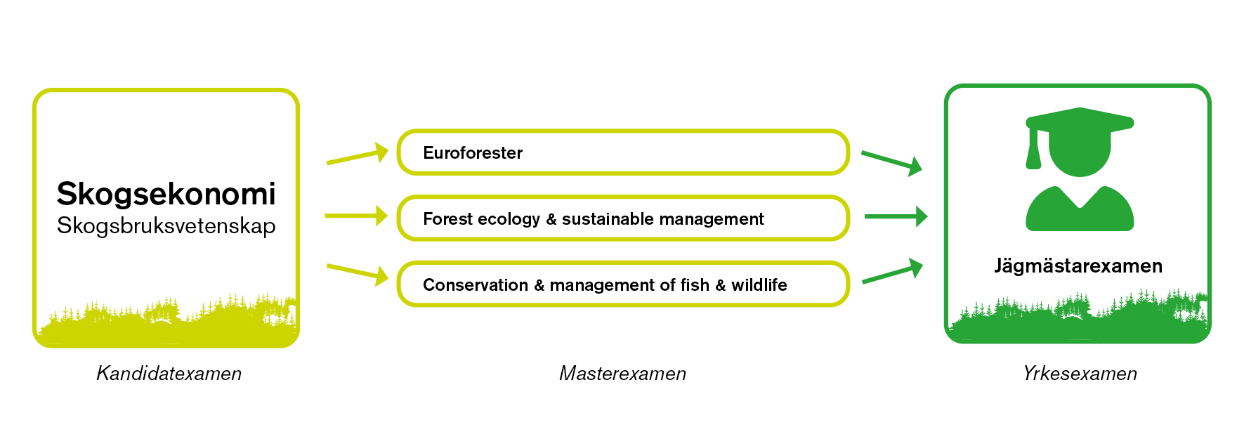 Visualisering, vägen till jägmästarexamen