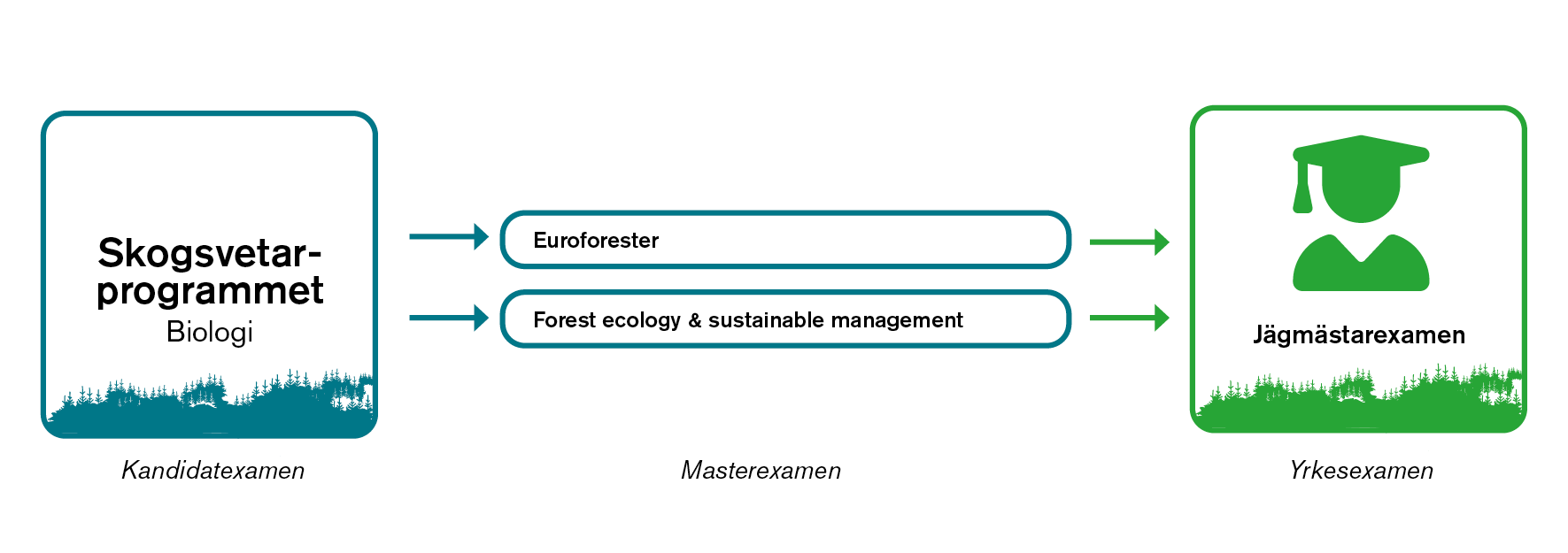 Visualisering över vägen till jägmästarexamen