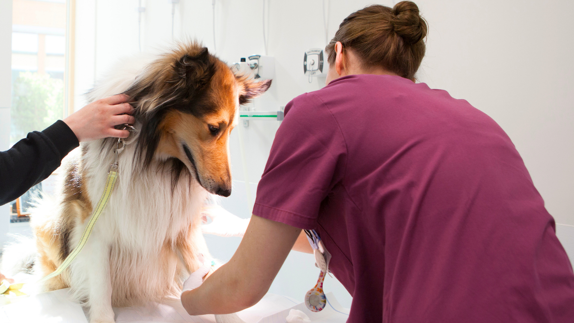 Kvinna iklädd vinröda sjukvårdskläder som böjer sig ner mot en hund. Hunden har vit och brun päls, och sitter på ett bord där kvinnan undersöker hunden. 