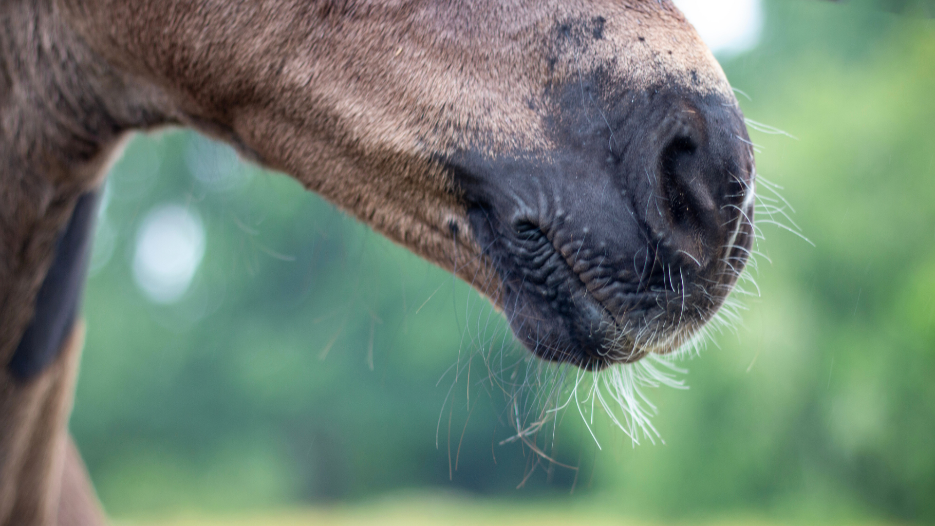 Close-up picture of a brown horse's muzzle. Green trees and fields are visible in the background.