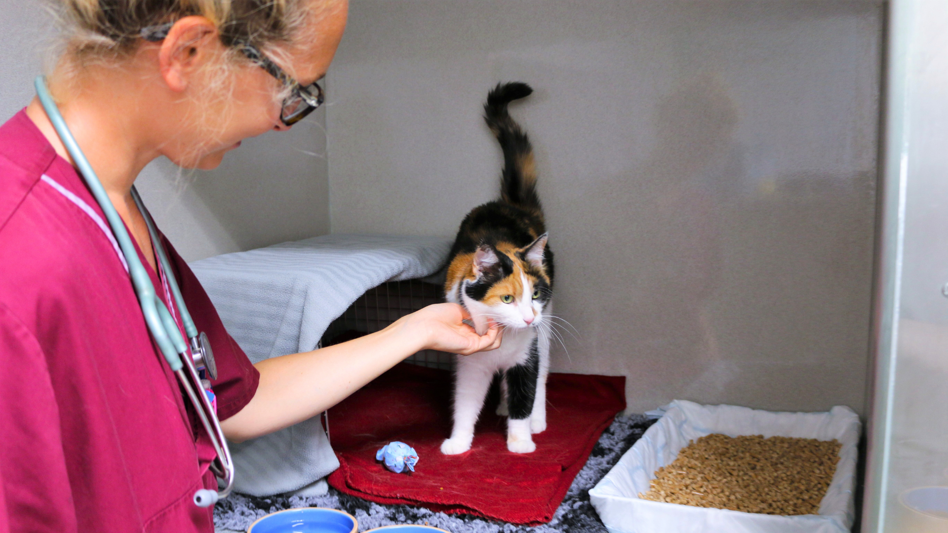 Kvinna iklädd vinröda sjukvårdskläder som klappar en katt med vit, svart och orange päls. 