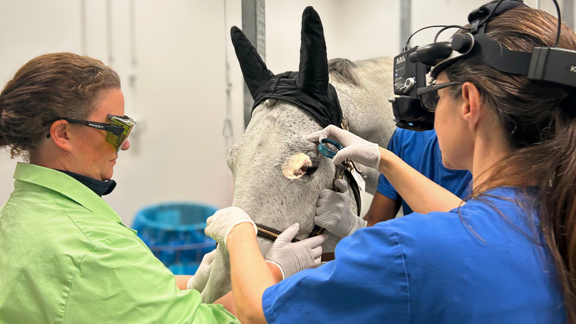 Två personer som står bredvid en vit häst. En kvinna iklädd i blå sjukvårdskläder och vita handskar undersöker hästen med utrustning hon bär på huvudet. Den andra kvinnan bär gröna sjukvårdskläder, vita handskar och skyddsglasögon och håller om hästens huvud. 