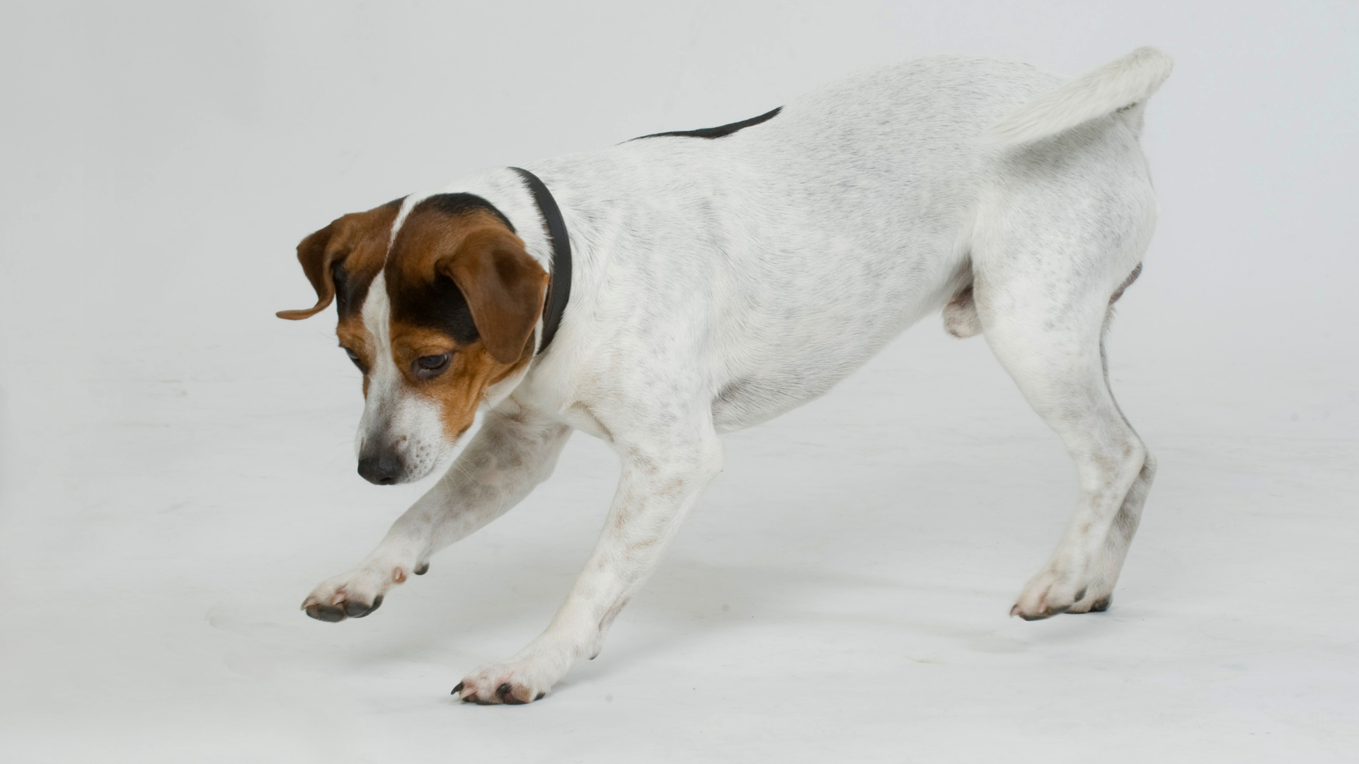 Hund som står upp på alla fyra ben. Hunden har vit päls med bruna och svarta fläckar. Runt halsen syns ett svart halsband. Bakgrunden är vitfärgad. 