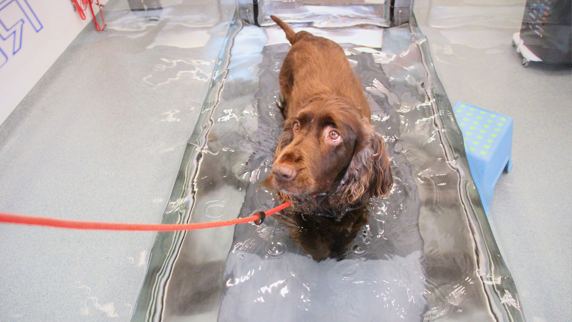 Hund med brun päls som står i en vattentrask. 