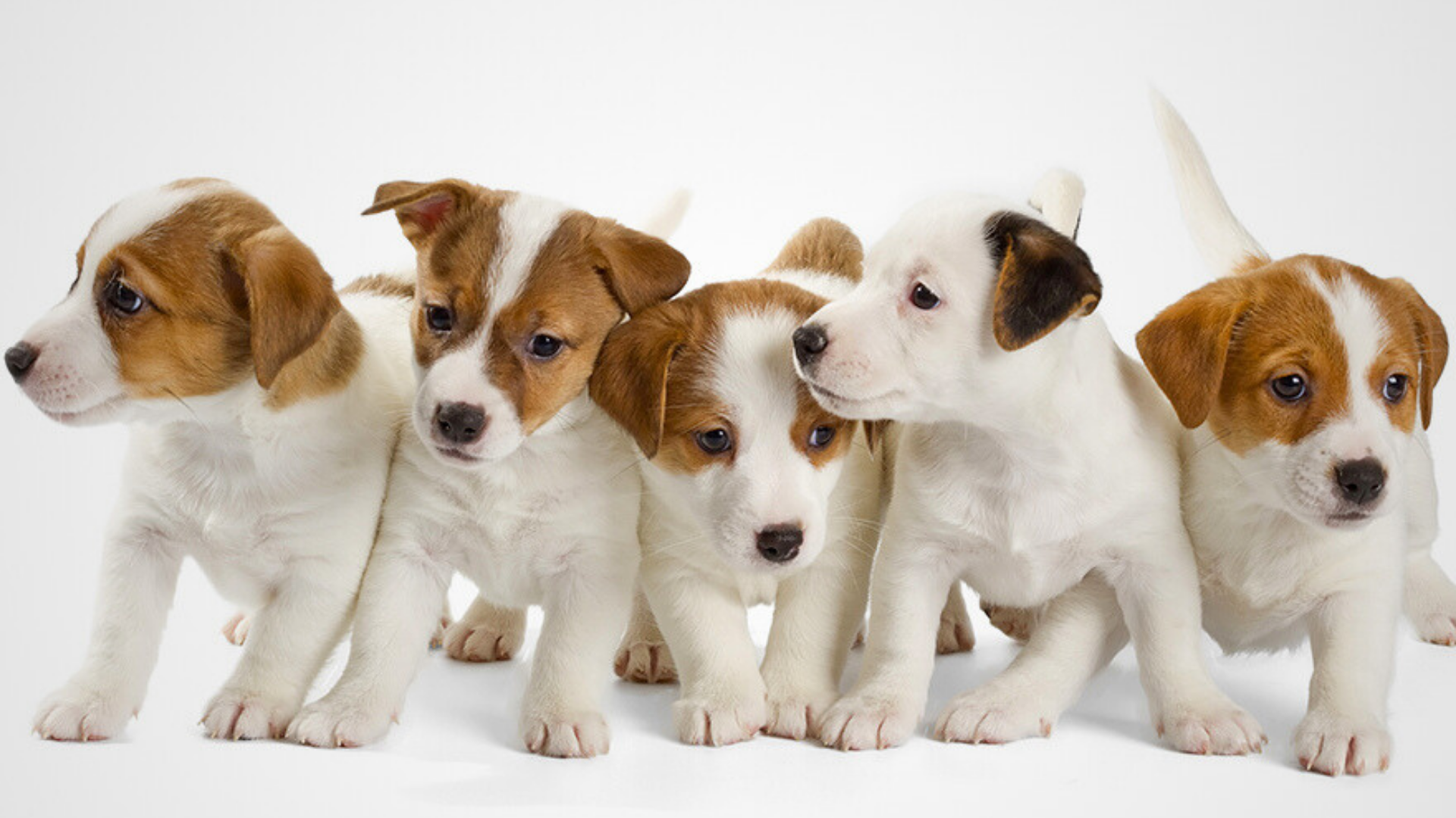 Fem hundvalpar som står bredvid varandra på rad. Valparna har vit päls med bruna fläckar. Valparna står framför en vit bakgrund. 