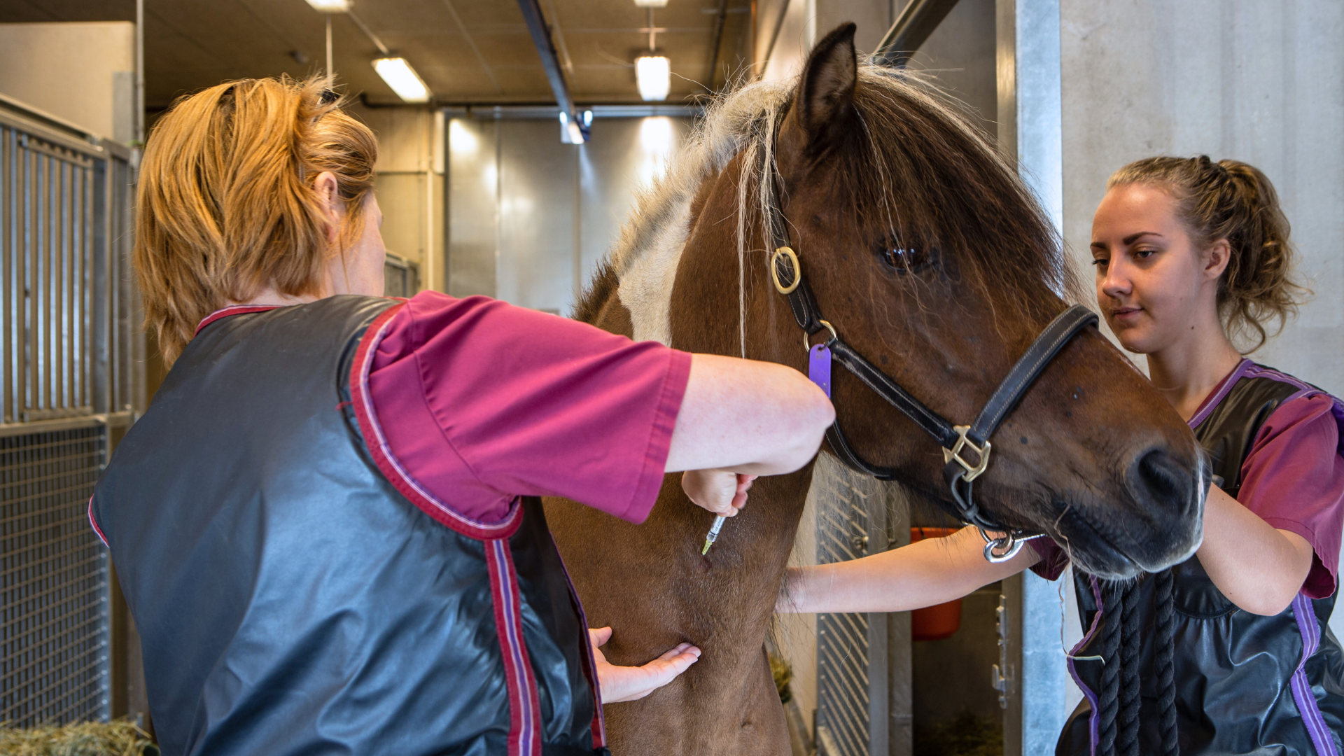 Two women standing next to a brown horse. One woman standing to the left of the horse injects a syringe into the horse's neck. The other woman standing to the right is holding the horse. Stable boxes and hay are visible in the background.