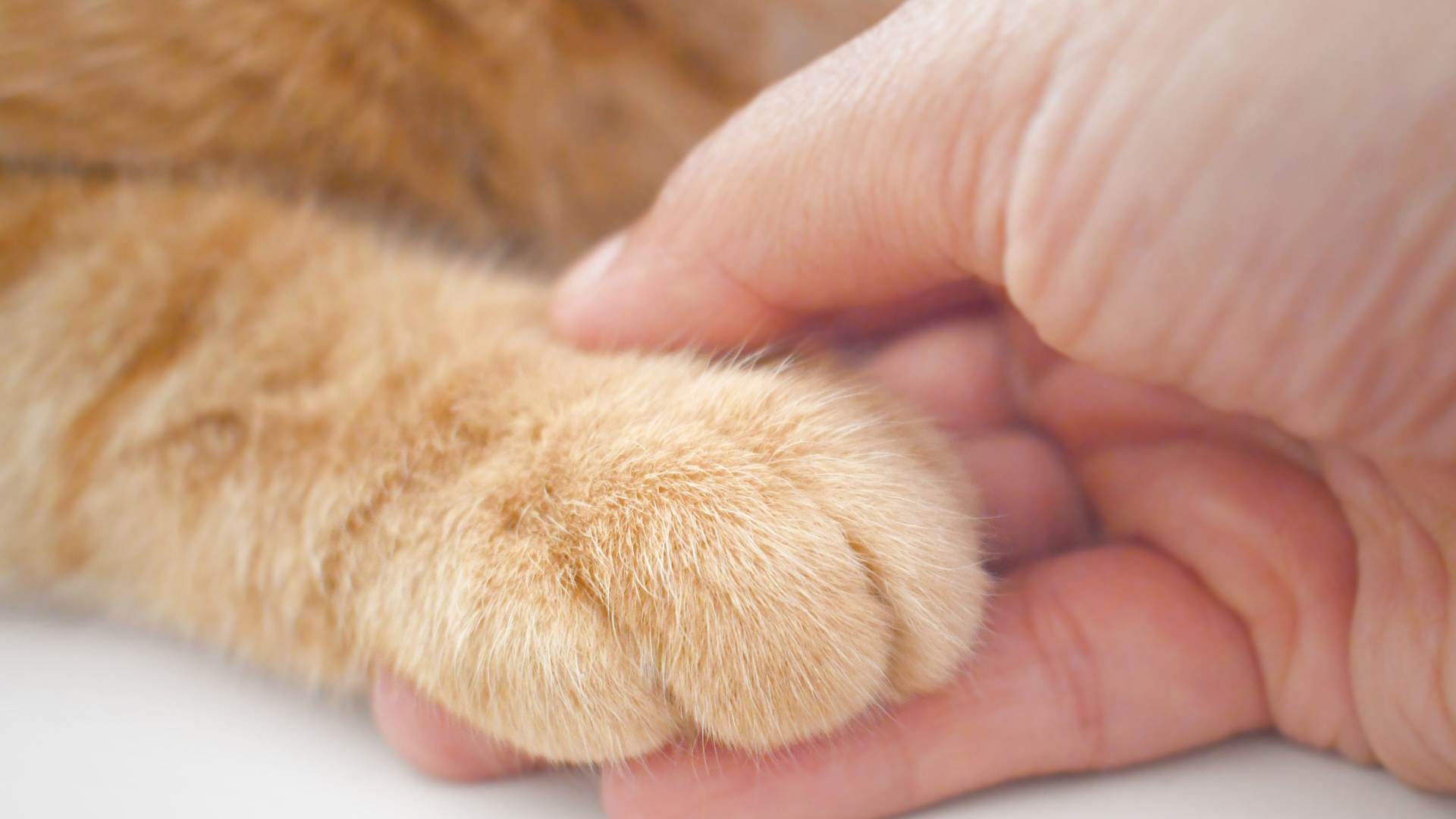 En människas hand som håller en gul katts tass. 