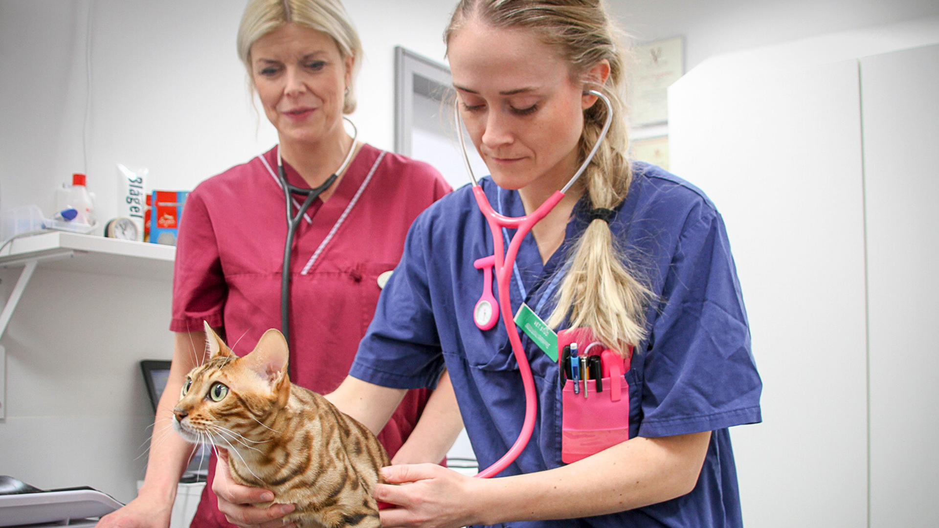 Kvinna iklädd blå sjukvårdskläder lyssnar i ett rosa stetoskop. Framför henne står en brunfärgad katt som kvinnan har stetoskopet mot. Ytterligare en blond kvinna står bakom kvinnan och katten, iklädd vinröda sjukvårdskläder. 