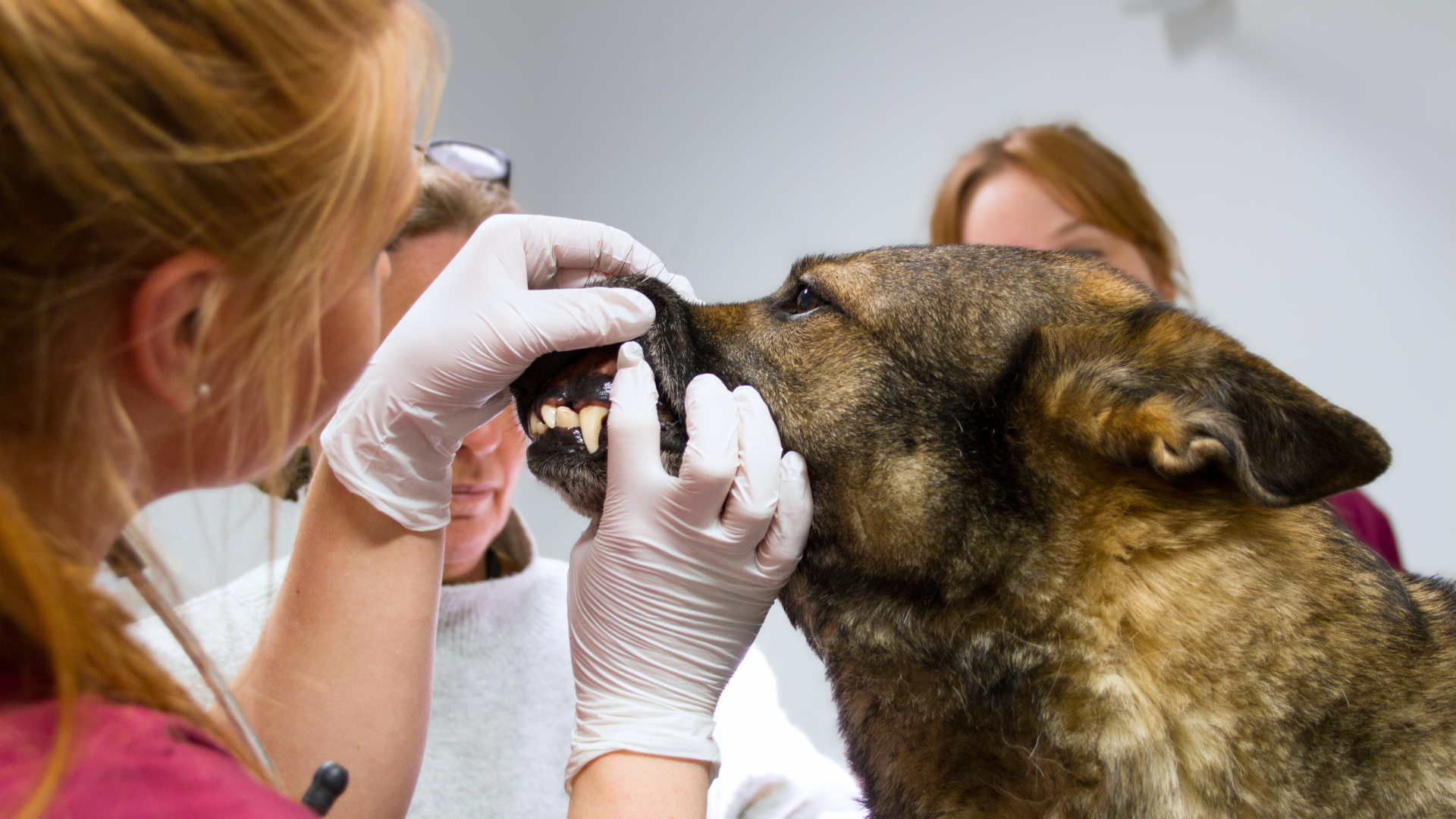 Person med vita handskar som undersöker en hunds tänder. 